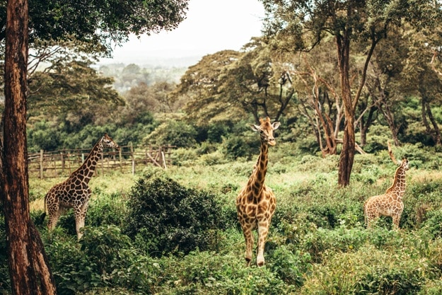 Photos of Nairobi, a Capital That Blends Urban and Untamed Wilderness