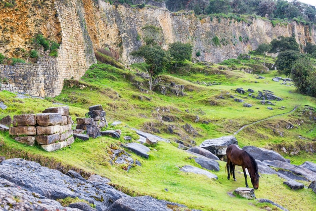 Horse grazing in front of the ancient walls of the fortress city of Kuelap, Peru