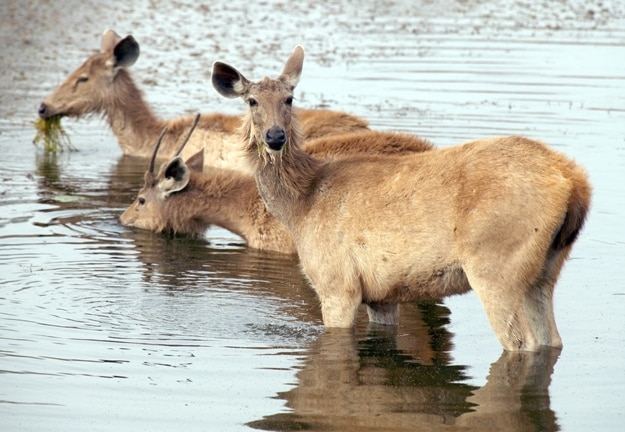 Axis deer (Axis axis) in Ranthambore National Park, India, Asia