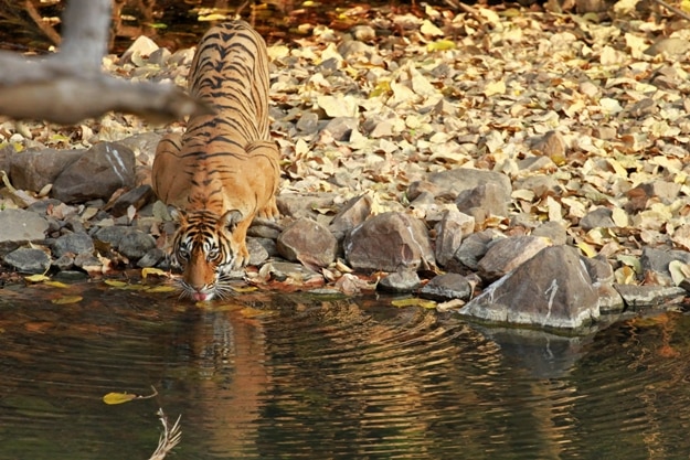 Bengal tiger, Ranthambore National Park, India