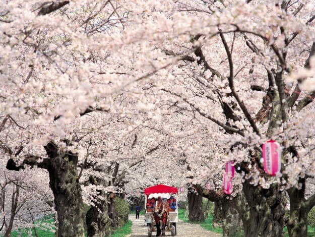 Cherry Blossoms and horse cart in Kitakami 3