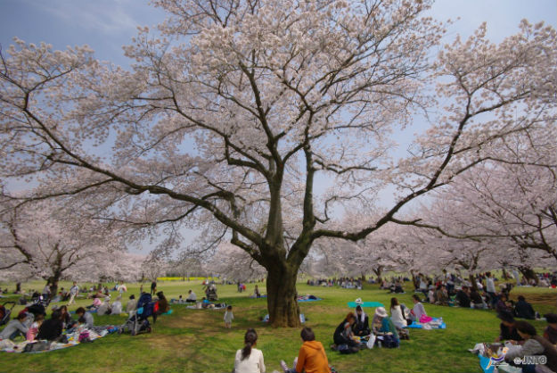 Cherry blossom at Showa Kinen Park 5