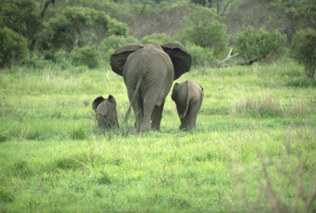 Elephants Kruger National Park