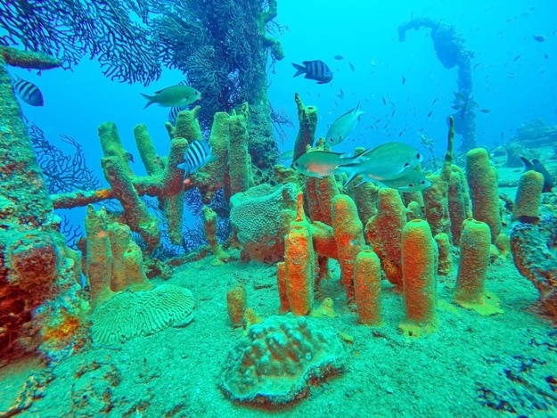 Fish swimming above coral growing on the deck a shipwreck off the coast of Saint Lucia