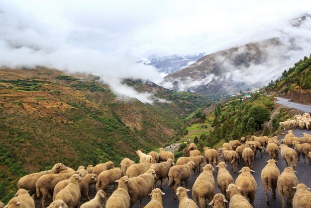 Flock of sheep walking on the mountain road Manali - Leh in Darcha, Himachal Pradesh, India