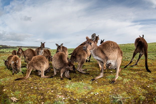 Kangaroo Island South Australia photo 1