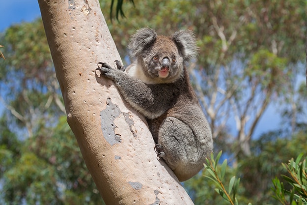 Kangaroo Island South Australia photo 11