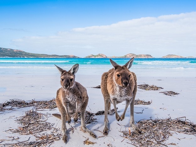 Kangaroo Island South Australia photo 15