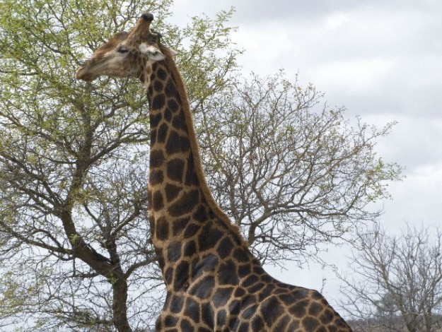 KrugerHamiltonTentedCamp-GameDrive-Giraffe