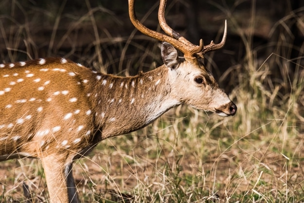 Male Spotted Deer with big horn grazing at grassland of Ranthambore Forest