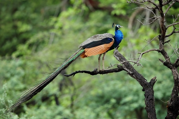 Peacock perched on tree at Ranthambore National Park