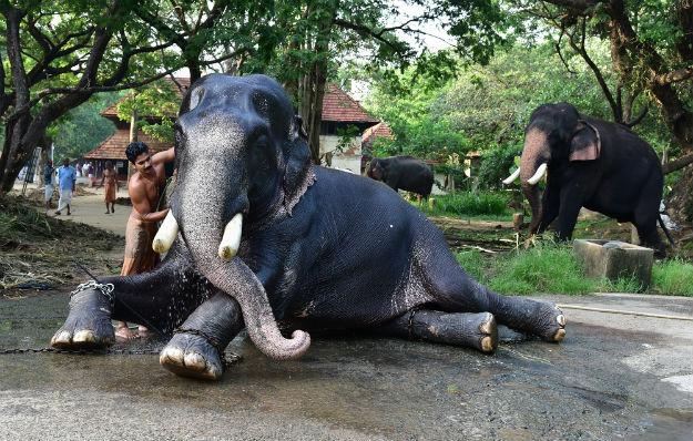 Punnathurkotta palace grounds now house elephants of Guruvayoor temple