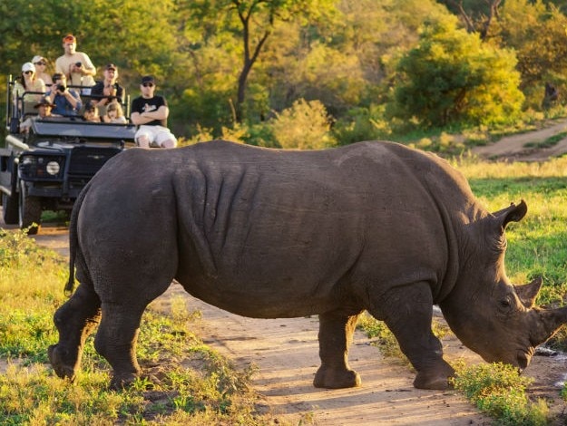 Safari-Rhino