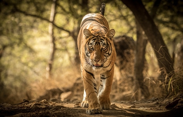 Photos of Ranthambore Tiger Reserve; Where Wild Tigers Thrive | India.com