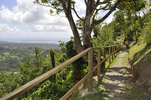 Walking along a pathway with the rainforests of St. Lucia surrounding you