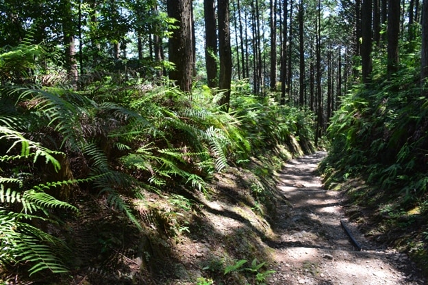 Walking path at Kumano-Kodo, UNESCO World Heritage since 2004, Wakayama, Japan