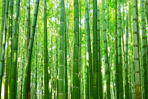 Arashiyama Bamboo Forest In Japan: Stunning Photos That Will Make Your 