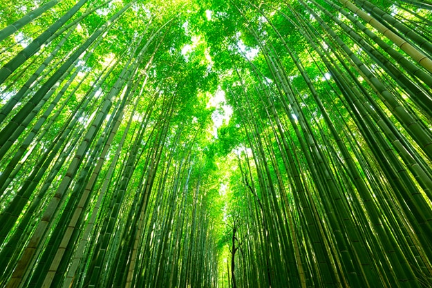 Arashiyama Bamboo Forest In Japan: Stunning Photos That Will Make Your 