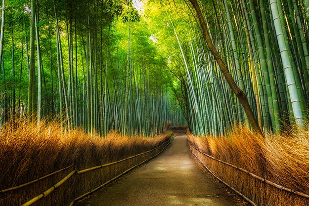 Arashiyama Bamboo Forest in Japan: Stunning Photos That Will Make Your ...