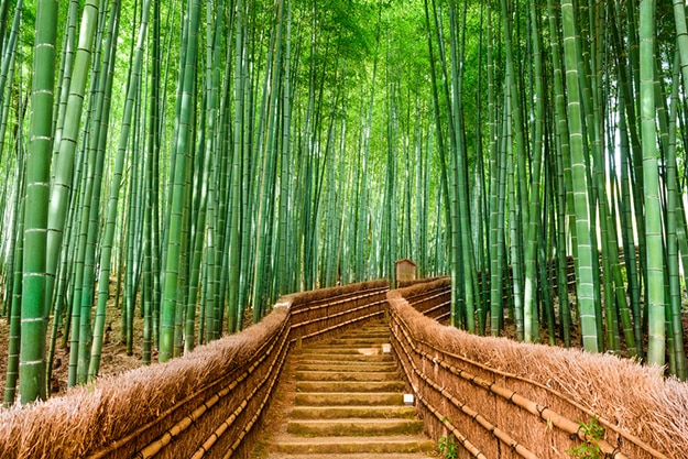 Arashiyama bamboo forest photo 6