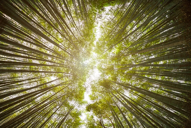 Arashiyama bamboo forest photo 7