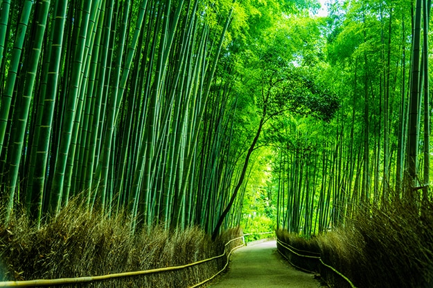 Arashiyama bamboo forest photo 8