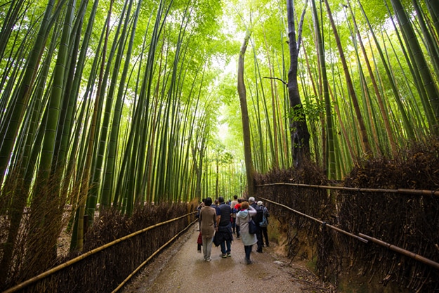 Arashiyama bamboo forest photo 9