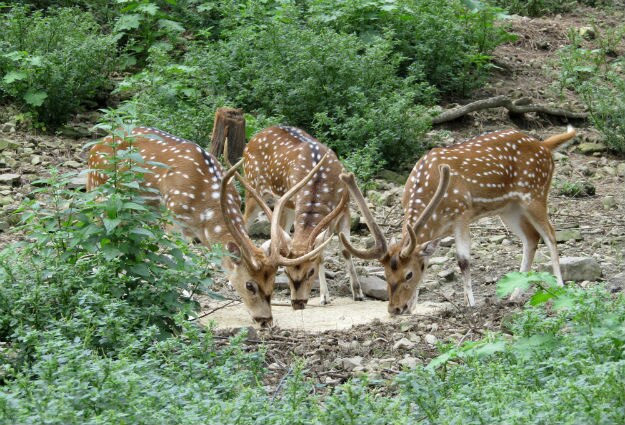 Rewalsar photo 5
