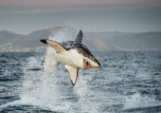 great white shark photo south africa