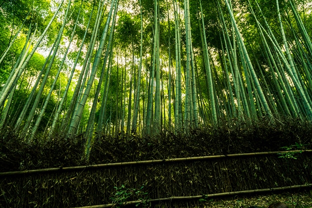 Arashiyama bamboo forest photo 10