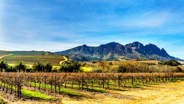 vineyard photo south africa