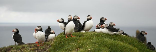 Faroe Islands photo 19
