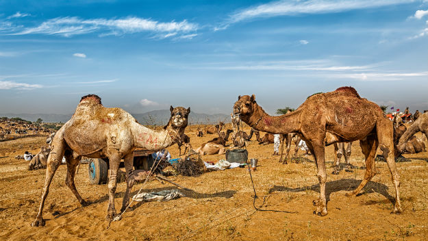 Pushkar photo Rajasthan 20