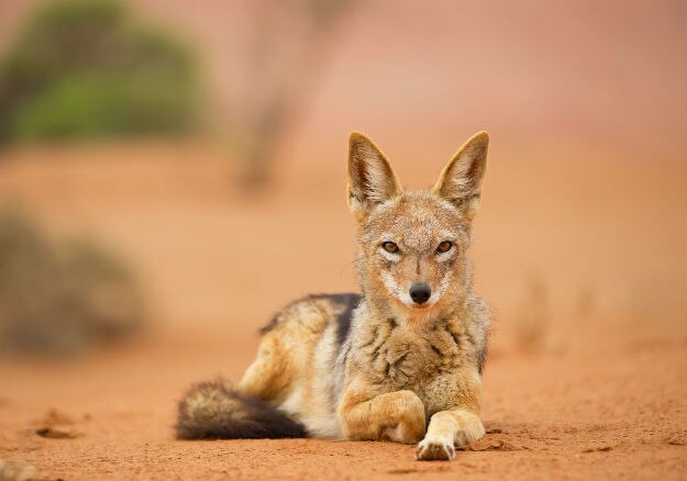 Sossusvlei photo Namibia 14
