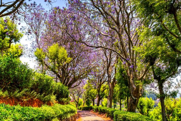 Coonoor photo 10