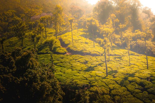 These Coonoor Images Will Sweep You Off Your Feet And Make You Dream of ...