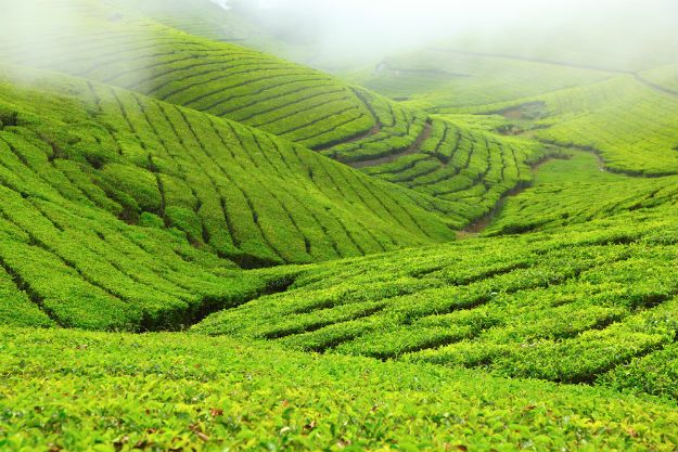 Coonoor photo 9