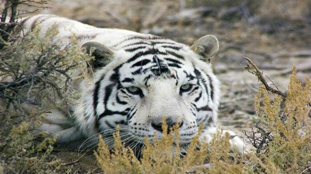 Safe Hevan Rescue zoo