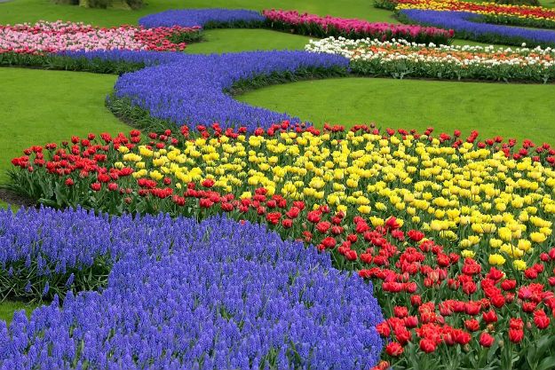 Keukenhof photo 10