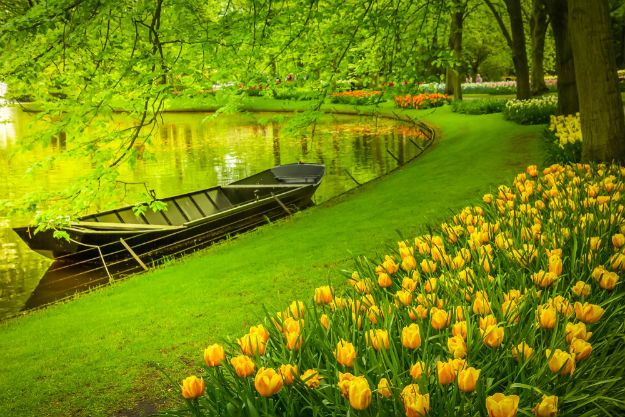 Keukenhof photo 11
