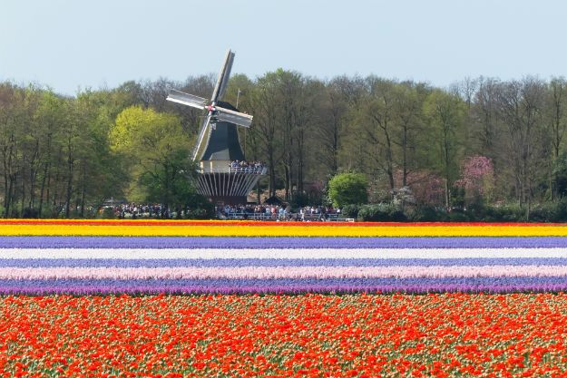 Keukenhof photo 12