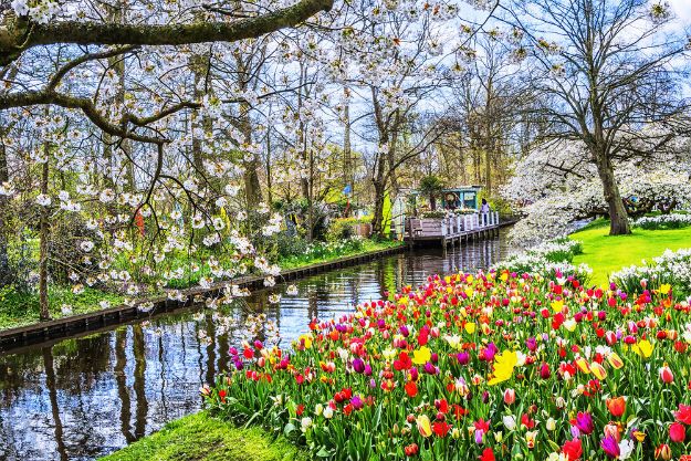Keukenhof photo 3