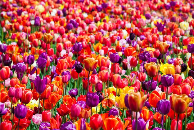 Keukenhof photo 4