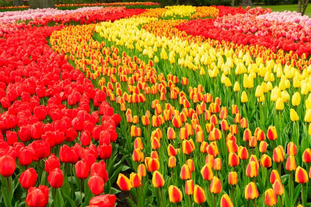 Keukenhof photo 5