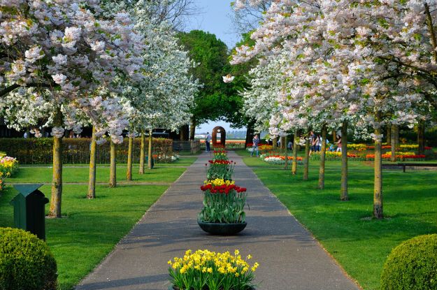 Keukenhof photo 6