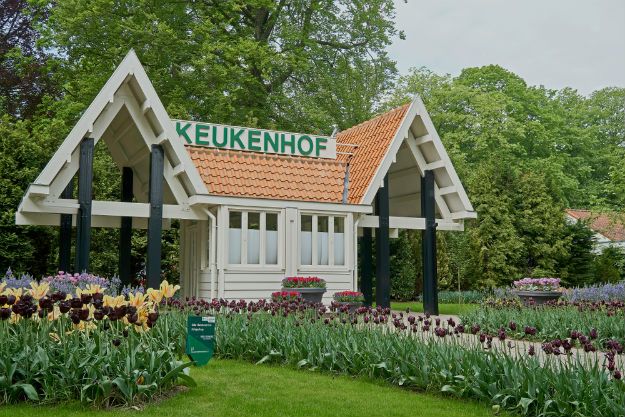 Keukenhof photo 9