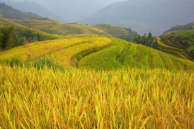Longsheng photo 8