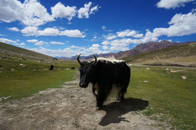 Markha Valley trek 11