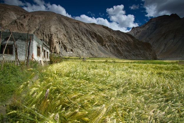 Markha Valley trek 7
