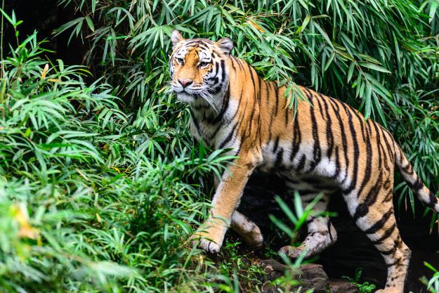 Ranthambore tiger 1